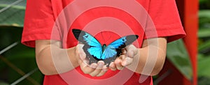 Hands of a little girl holds a Ulysses Swallowtail