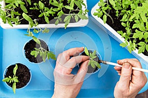 Hands with little plant. Growing, seeding, planting, transplant seedling, homeplant, vegetables at home