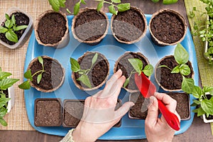 Hands with little plant. Growing, seeding, planting, transplant seedling, homeplant, vegetables at home, top view, flat lay