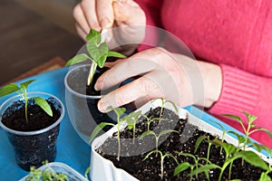 Hands with little plant. Growing, seeding, transplant seedling, homeplant, vegetables at home