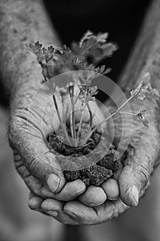 Hands with a little plant of parsley in black and white photo