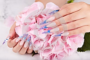 Hands with long artificial blue french manicured nails and pink Hortensia flower