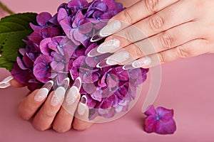 Hands with long artificial french manicured nails and purple Hortensia flower