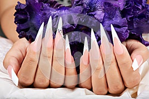 Hands with long artificial french manicured nails and a purple Iris flower