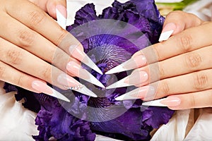 Hands with long artificial french manicured nails and a purple Iris flower
