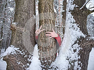 Hands with long frozen fingers touch tree bark. Male hands