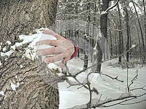 Hands with long frozen fingers touch tree bark. Male hands