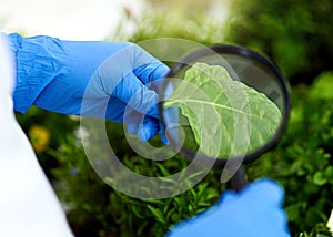 Hands, magnifying glass and plant in lab for food production, analysis and green with science experiment. Person, leaf