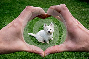 Hands making heart shape around cute west highland terrier westie dog: owner POV point of view photo