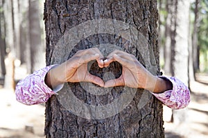 Hands making an heart shape on a trunk of a tree.