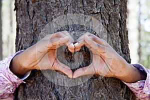 Hands making an heart shape on a trunk of a tree.
