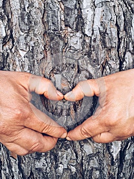 Hands making heart sign on tree