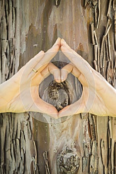 Hands making the shape of a heart on a tree trunk