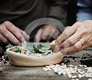 Hands making a terrarium with miniature plants