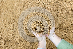 Hands of male farmworker holding handful of brewers grains