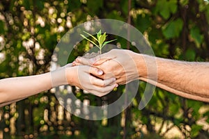Hands of a man and child holding a young plant against a green natural background in spring. Ecology concept copy space