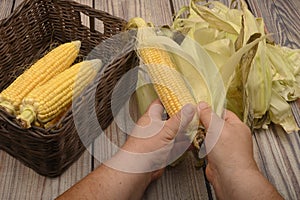 Hands of a man cleaning an ear of corn on a wooden background. Autumn harvest, Healthy food, Fitness diet. Close up