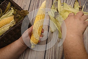 Hands of a man cleaning an ear of corn on a wooden background. Autumn harvest, Healthy food, Fitness diet. Close up