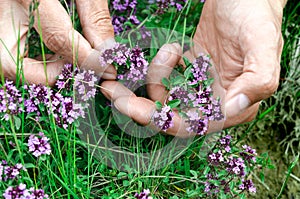 Hands of a man harvesting eco-friendly Thymus serpyllum in a mountain forest