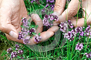 Hands of a man harvesting eco-friendly Thymus serpyllum in a mountain forest