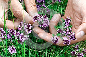 Hands of a man harvesting eco-friendly Thymus serpyllum in a mountain forest