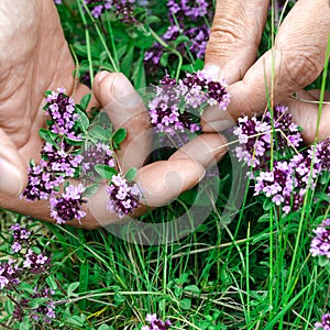 Hands of a man harvesting eco-friendly Thymus serpyllum in a mountain forest