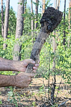 the hands of a man hold a large gray black wooden cudgel