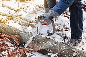 Hands of a man holding an electric saw, cuts a tree in the winter forest. Deforestation. Harvesting wood. Scaffolding