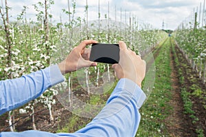 Hands of man holding phone on background of cultivated plants, smart agriculture, modern mobile technologies and app