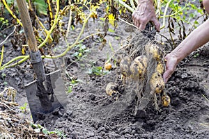 Hands man pulled out of the ground potato Bush yellow in the garden with a shovel close-up