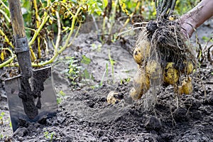 Hands man pulled out of the ground potato Bush yellow in the garden with a shovel close-up