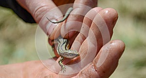In the hands of a man is a small live lizard