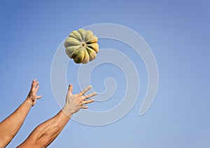 Hands of a man throwing a ripe pumpkin