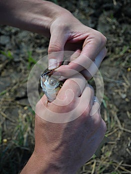 The hands of a man who pulls a hook from a caught small fish