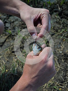 The hands of a man who pulls a hook from a caught small fish