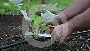 Hands of man working in the garden. Pruning vegetables in the home garden in the morning