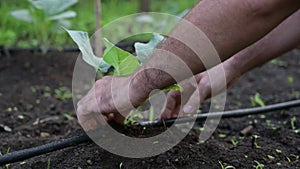 Hands of man working in the garden. Pruning vegetables in the home garden in the morning