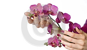 Hands with manicure holding orchid