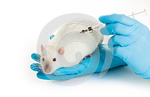 Hands in medical gloves make white rat injection photo