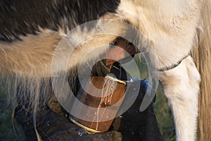 Hands milking a cow