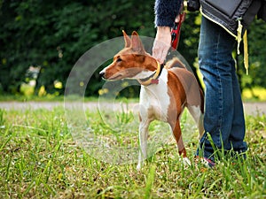 Hands mistress held the dog by the collar. Park