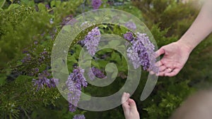 Hands of Mom and Child Touch Lilac Flowers. The concept of Unity and Cognition of Nature. Family Time with Child