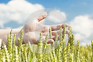 Hands near ears on cereals field