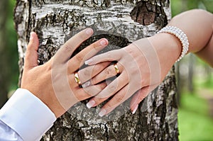 Hands of newly married couple on trunk of birch, close up