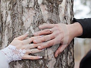 Hands of newly wedded on background of trunk of pine photo