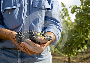 Mani da vecchio contadino possesso nero uva 