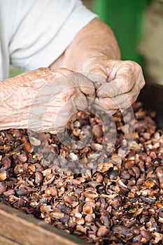 Hands of old woman while breaking cocoa beans to sort.