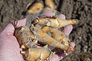 The hands of an old woman hold the freshly dug roots of jerusalem artichoke.Artichoke tubers overwintered underground, dug up in