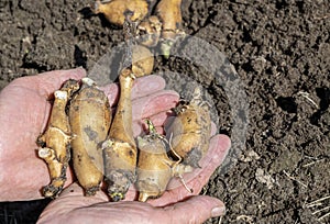The hands of an old woman hold the freshly dug roots of jerusalem artichoke.Artichoke tubers overwintered underground, dug up in
