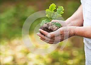 Hands of an old woman hold an oak sprout. Planet conservation safe